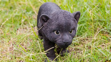 Located near KC. . Black panther cubs for sale usa